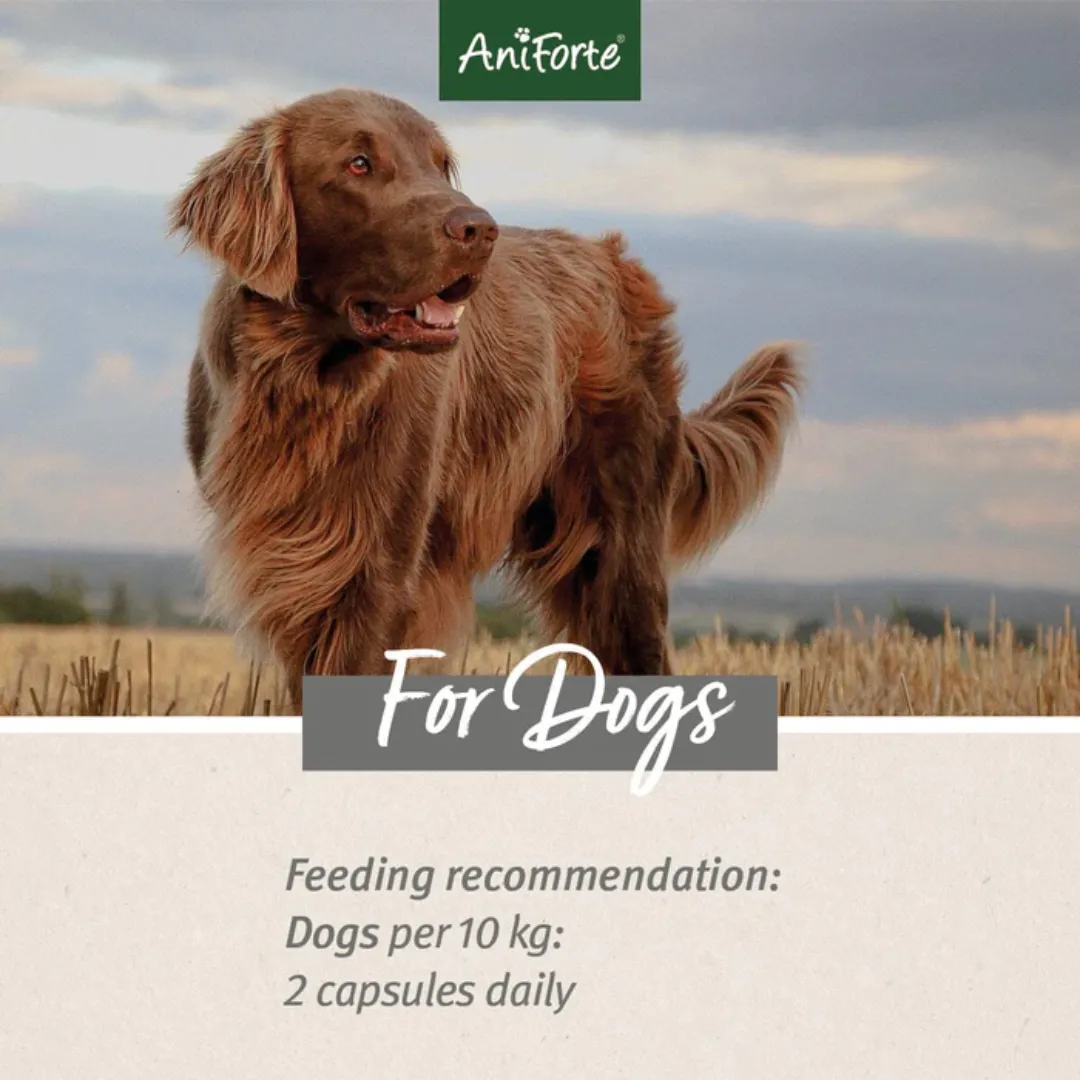 AniForte Devil's Claw Capsules