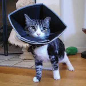 Cat Comfy Cone