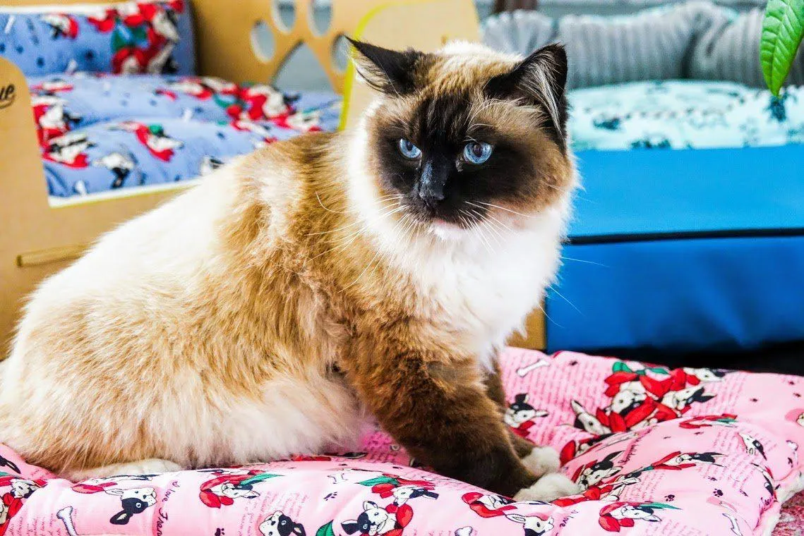 Petique Comfy Mat Pet Bed